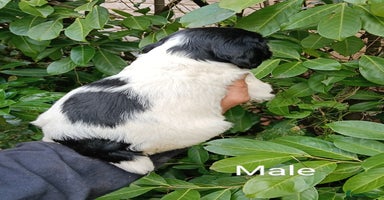 Mixed Breed dogs - Advert 5