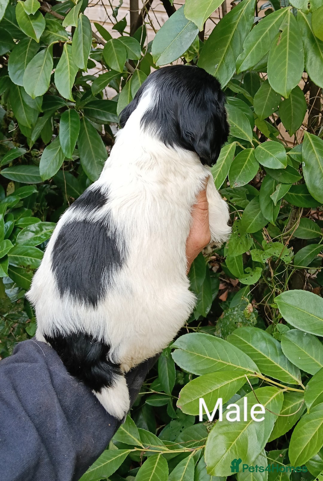 Mixed Breed dogs for sale: Fen Spaniels -Korthols x Eng Springer Spaniel  - Image 4