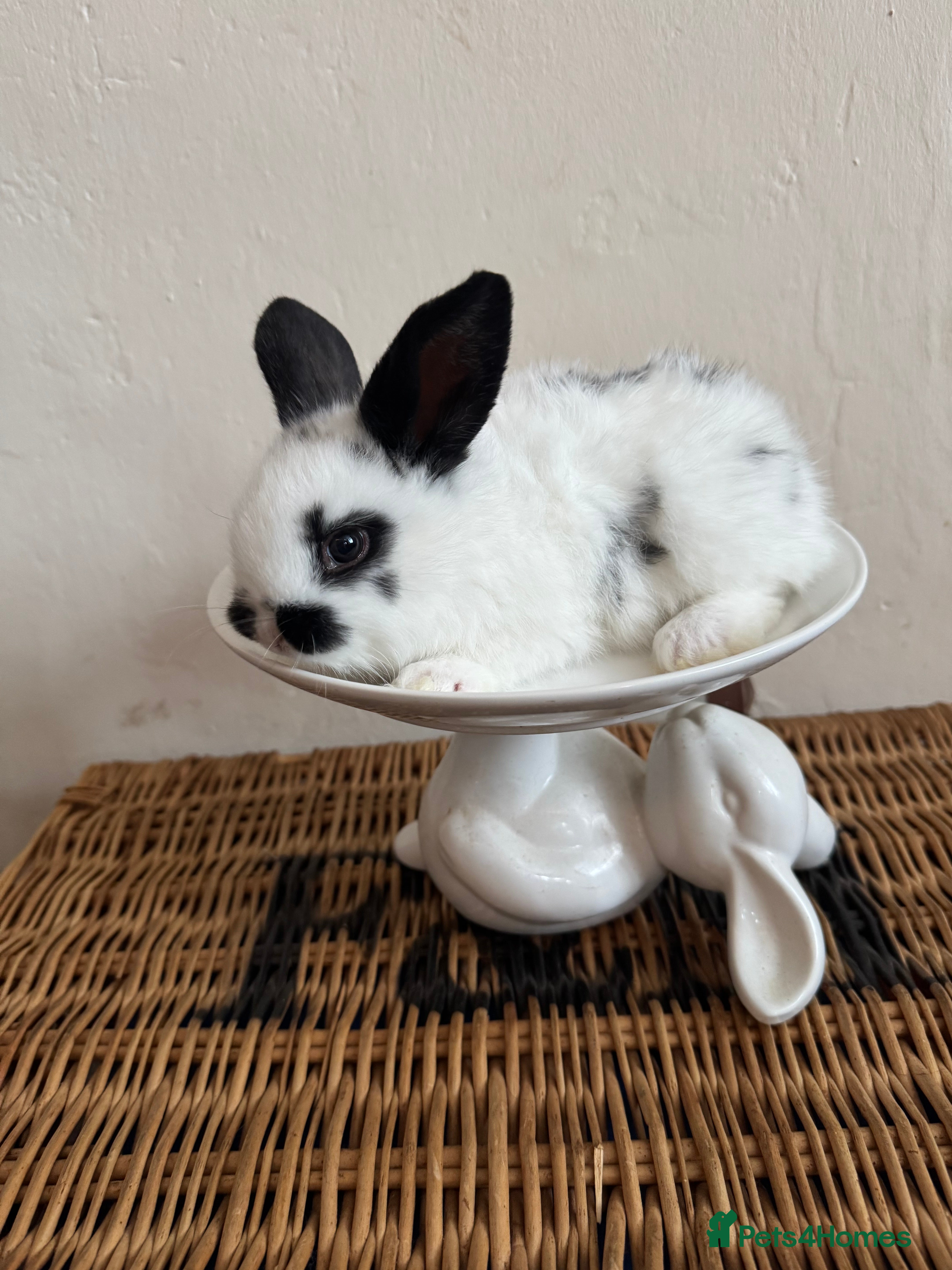 Mixed Breed rabbits *Ready to leave now* very tame bunnies - Advert 1