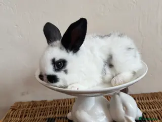 Mixed Breed rabbits *Ready to leave now* very tame bunnies - Advert 1