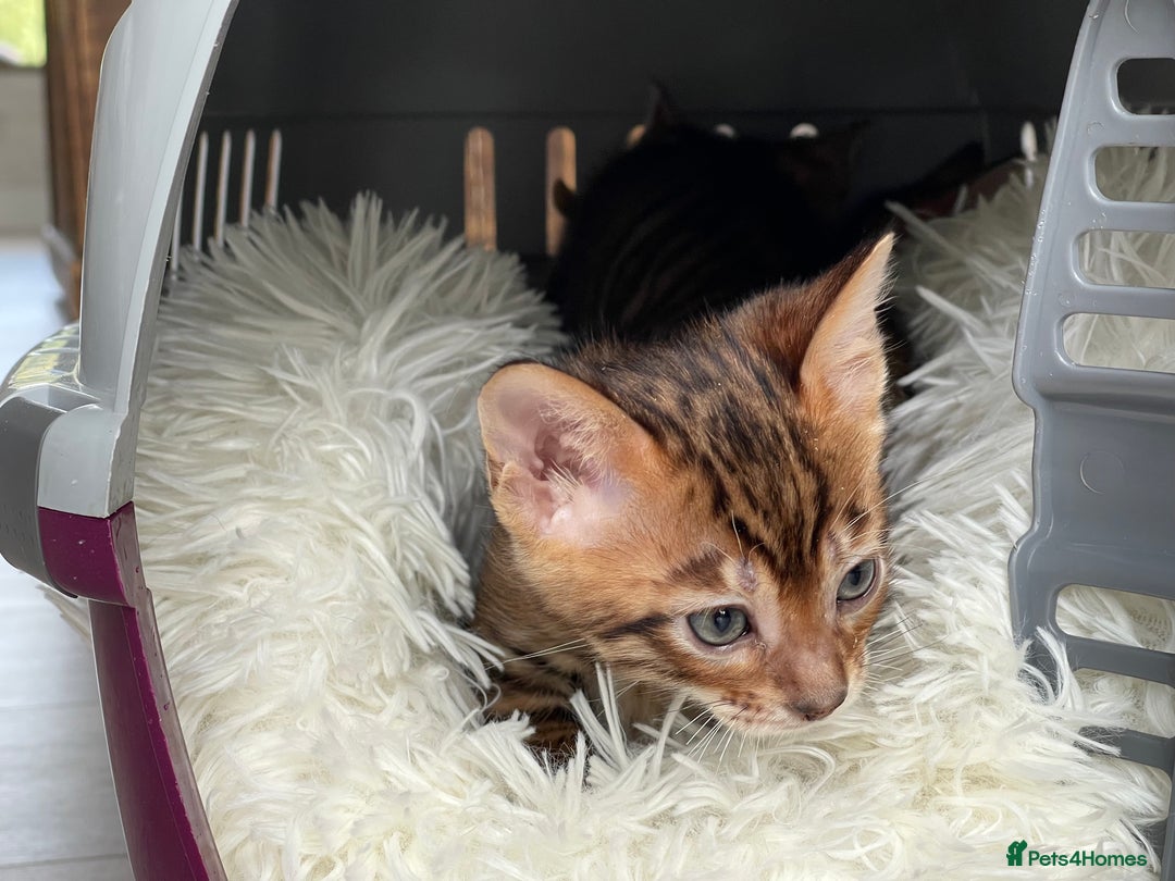 Toyger cats for sale: Full Pedigree Toyger Kittens Last Litter of 2025 - Image 15