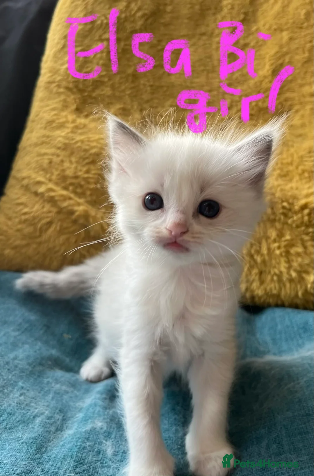 Ragdoll cats for sale: Pure ragdoll GCCF mom’s kittens for sale - Advert 14
