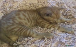 Mixed Breed cats for sale: Kittens  - Image 4