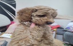 Cockapoo dogs for sale: Sweet boy cockapoo - Advert 4