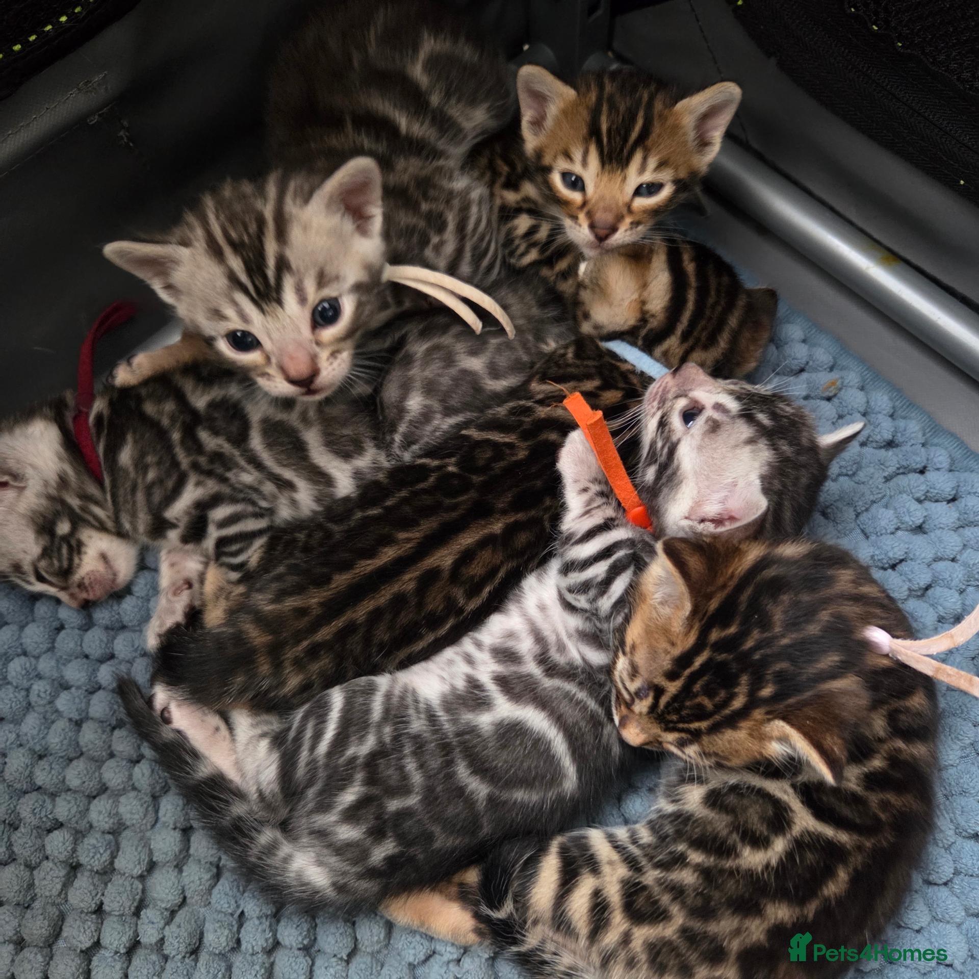 Bengal cats for sale:  Purebred TICA Registered 4 Bengal Kittens 🐾 - Advert 1