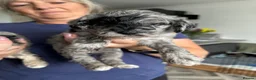 Miniature Schnauzer dogs for sale: Stunning and Rare little Toy Schnoodles - Advert 7