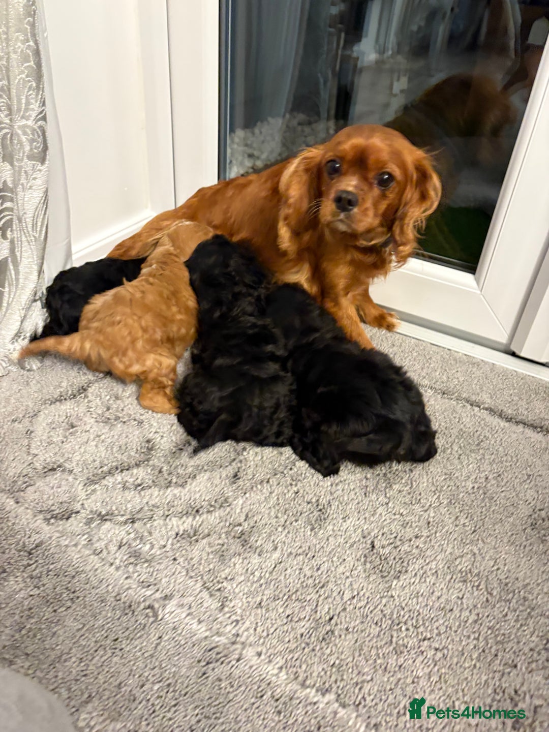Cavapoo dogs for sale: Cavapoo puppy one beautiful little girl left   - Advert 8