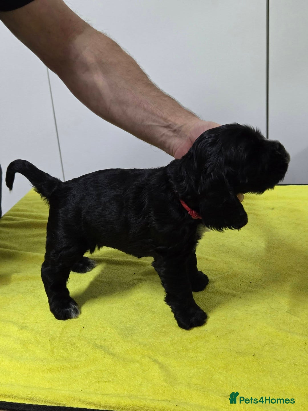 Cocker Spaniel dogs for sale: English Show Cocker Spaniel puppies from home - Advert 10