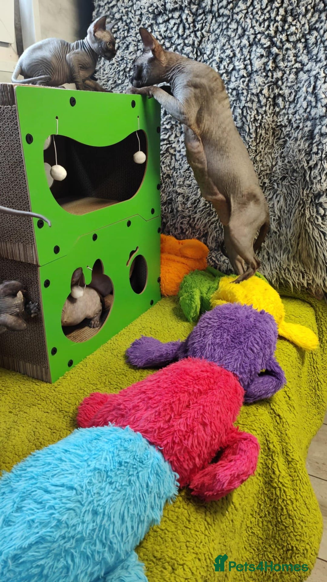 Sphynx cats for sale: Canadian Sphynx TICA REGISTERED. - Image 6
