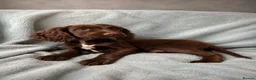 Cocker Spaniel dogs for sale: **REDUCED **Beautiful Merle Cocker Spaniel puppies - Advert 5