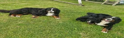 Bernese Mountain Dog dogs for sale: Bernese Mountain Dog Puppies  - Advert 2