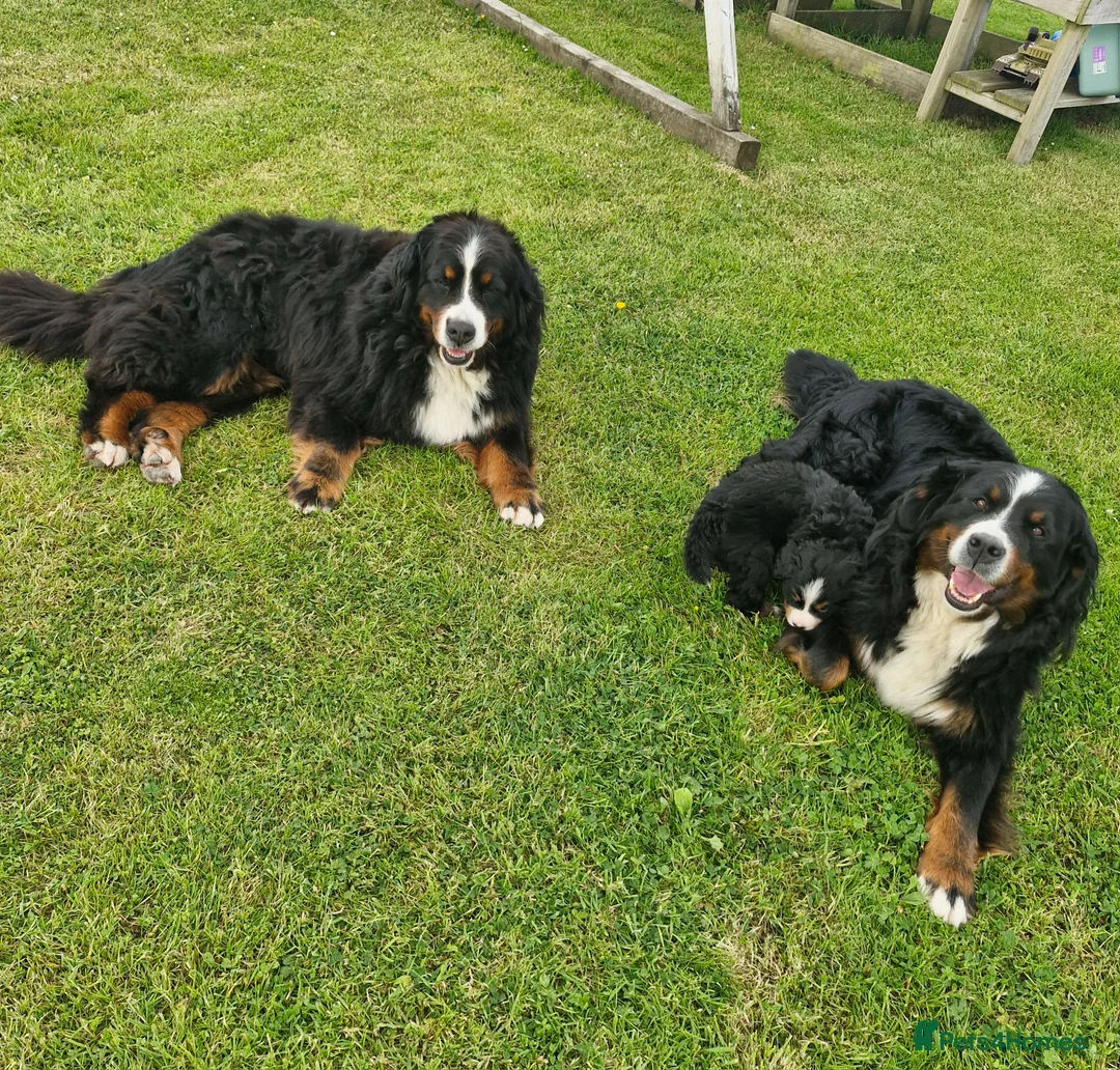 Bernese Mountain Dog dogs for sale: Bernese Mountain Dog Puppies  - Advert 2