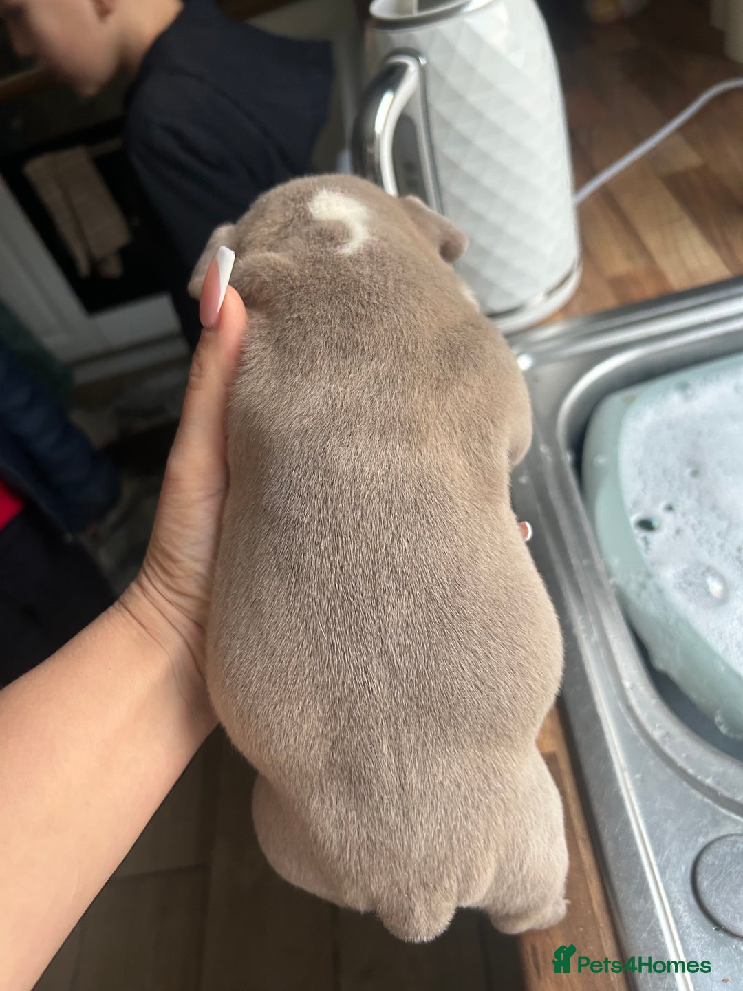 American Bully dogs for sale: American bully pups  - Advert 5