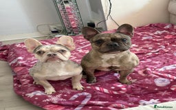 French Bulldog dogs for sale: French bull dog year old female  - Image 1