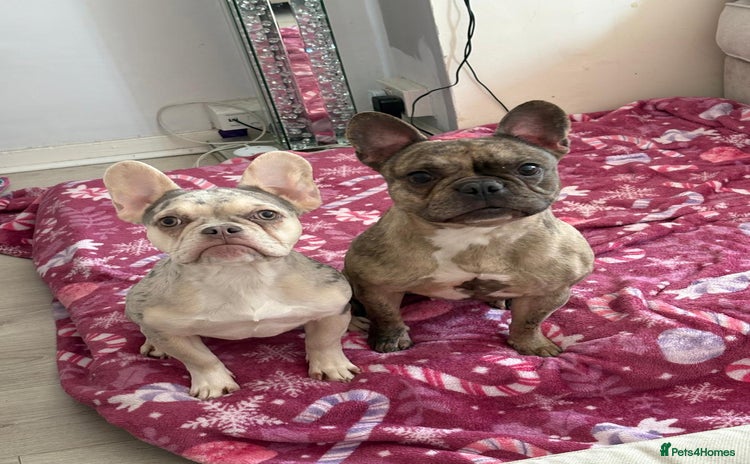 French Bulldog dogs - Advert 5