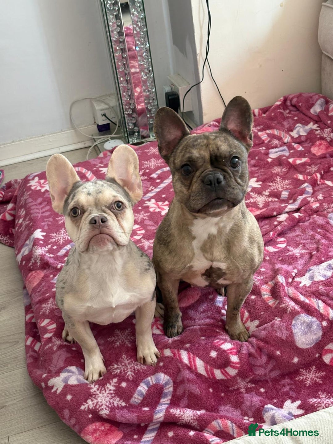 French Bulldog dogs for sale: French bull dog year old female  - Image 1