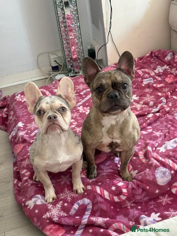 French Bulldog dogs - Advert 13