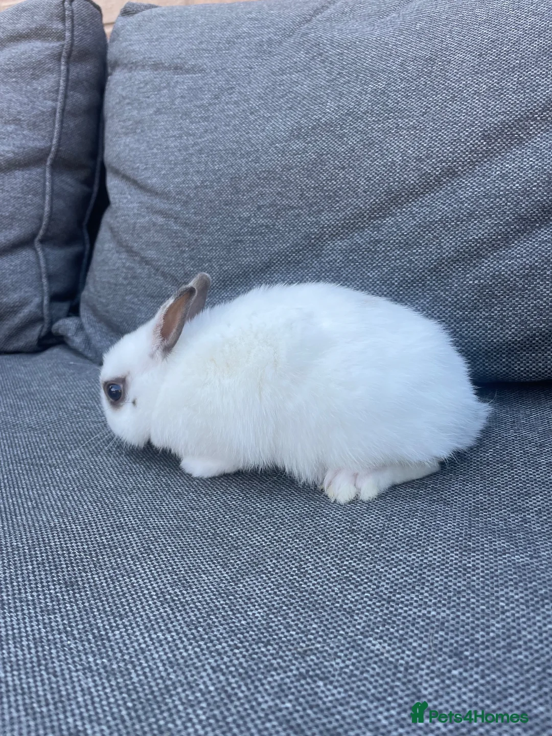 Netherland Dwarf rabbits for sale: Male rabbits  in Leicester - Advert 1