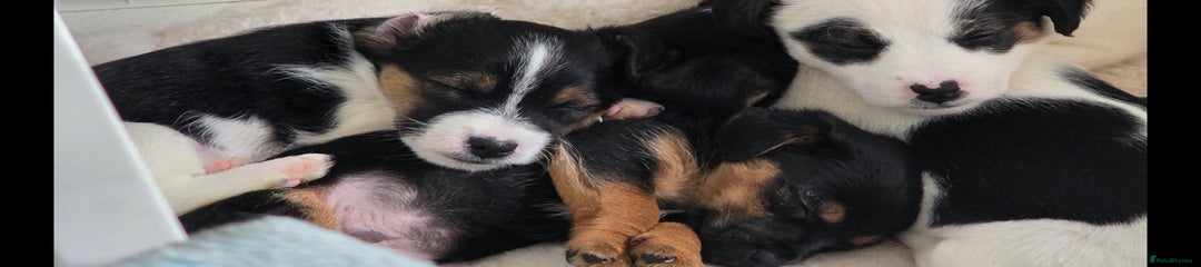 Jack Russell Puppy 2
