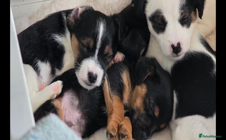 Jack Russell dogs - Advert 10