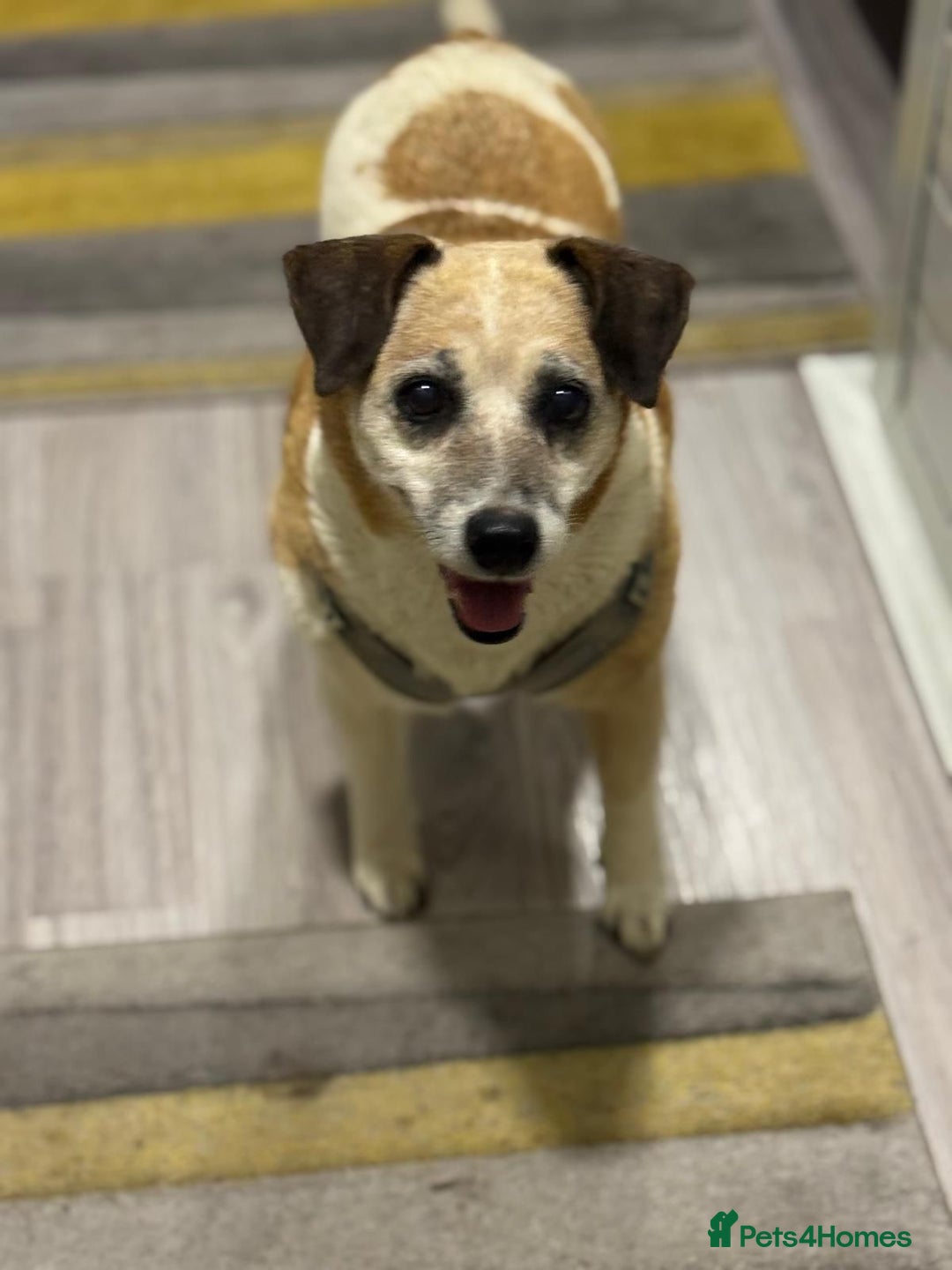 Mixed Breed dogs for adoption: Sweetheart Folti needs her home - Advert 13