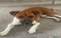 Plummer Terrier dogs for sale: One year old male - Image 3