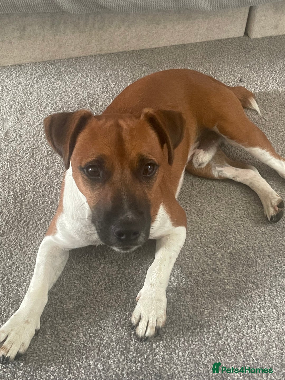 Plummer Terrier dogs for sale: One year old male - Image 3