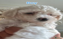 Poochon dogs for sale: F1 poochon puppies   - Image 4