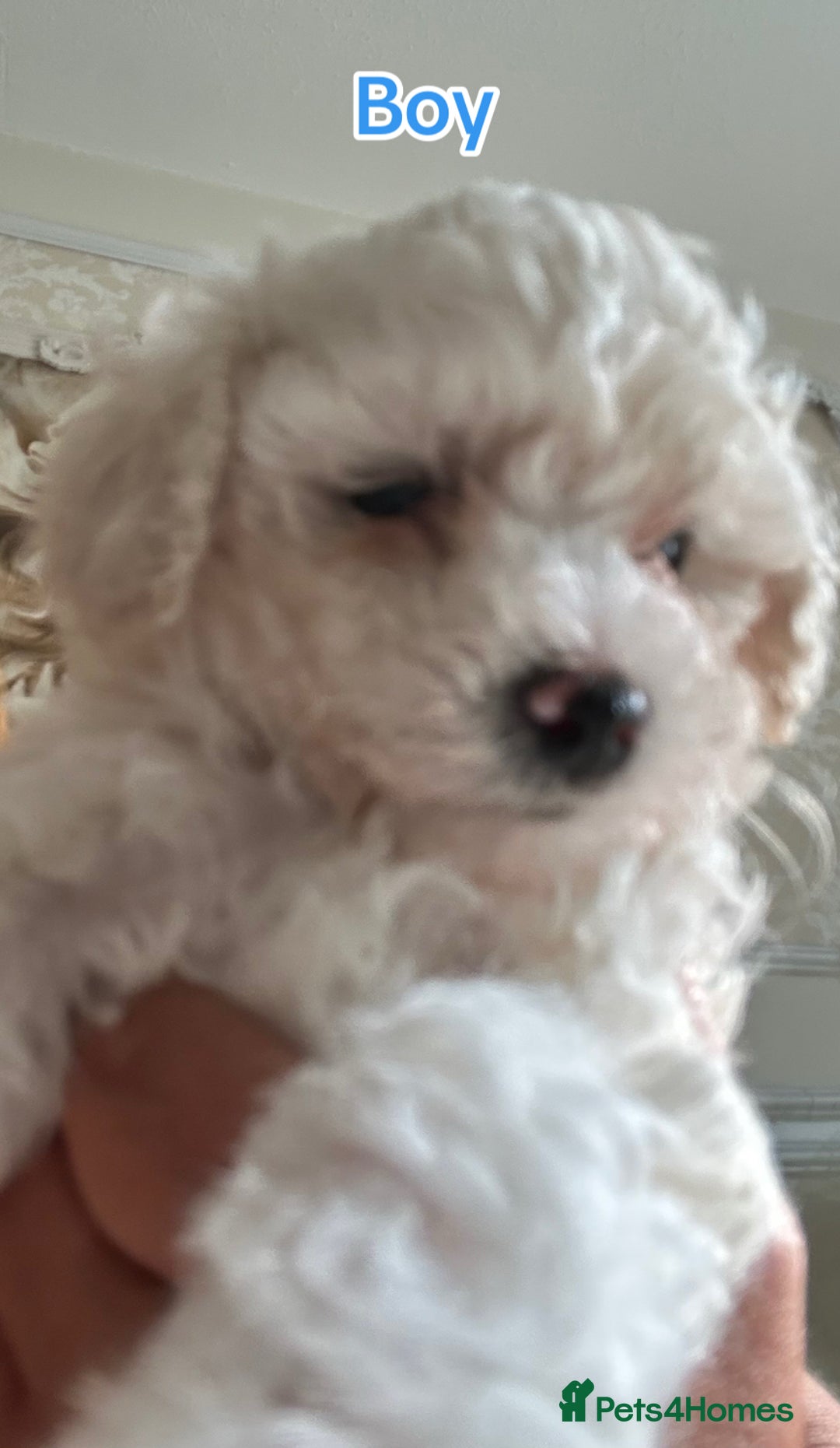 Poochon dogs for sale: F1 poochon puppies   - Image 4