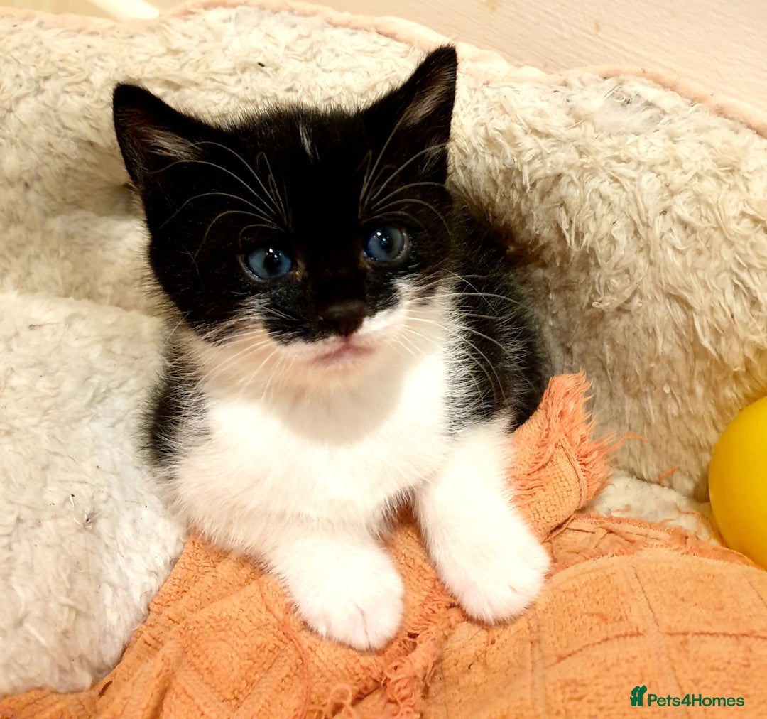 Mixed Breed cats for sale: Adorable trio of kittens  - Image 6