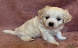 Cavapoo dogs for sale: F1b cavapoo puppies  - Advert 3