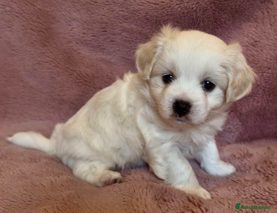 Cavapoo dogs for sale: F1b cavapoo puppies  - Advert 3