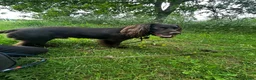 Cocker Spaniel dogs for stud: Working Cocker Spaniel from a strong line in Wallingford - Advert 5