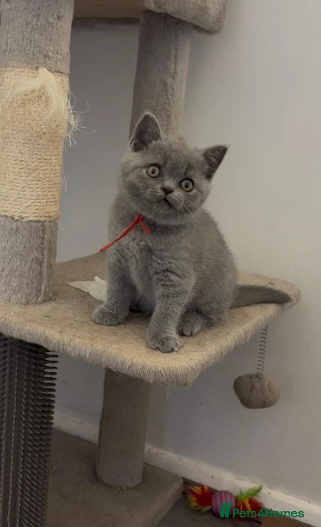 British Shorthair cats for sale: ✨ CIAOKITTY — BLUE BRITISH SHORTHAIR KITTENS ✨ - Advert 13