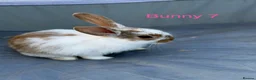 Mini Lop rabbits for sale: Mini lop bunnies - Advert 16