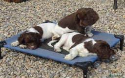 English Springer Spaniel dogs for sale: English Springer Spaniel Puppy 2 - English Springer Spaniel Puppies - Image 34