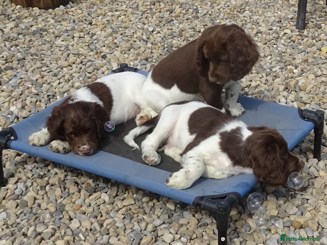 English Springer Spaniel dogs for sale: English Springer Spaniel Puppy 2 - English Springer Spaniel Puppies - Image 34