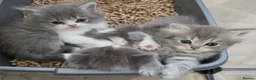Persian cats for sale: Persian kittens looking for loving homes  - Advert 4