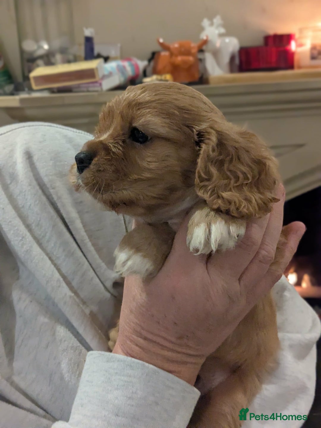 Cavapoo dogs for sale: Cavapoo  - Advert 2