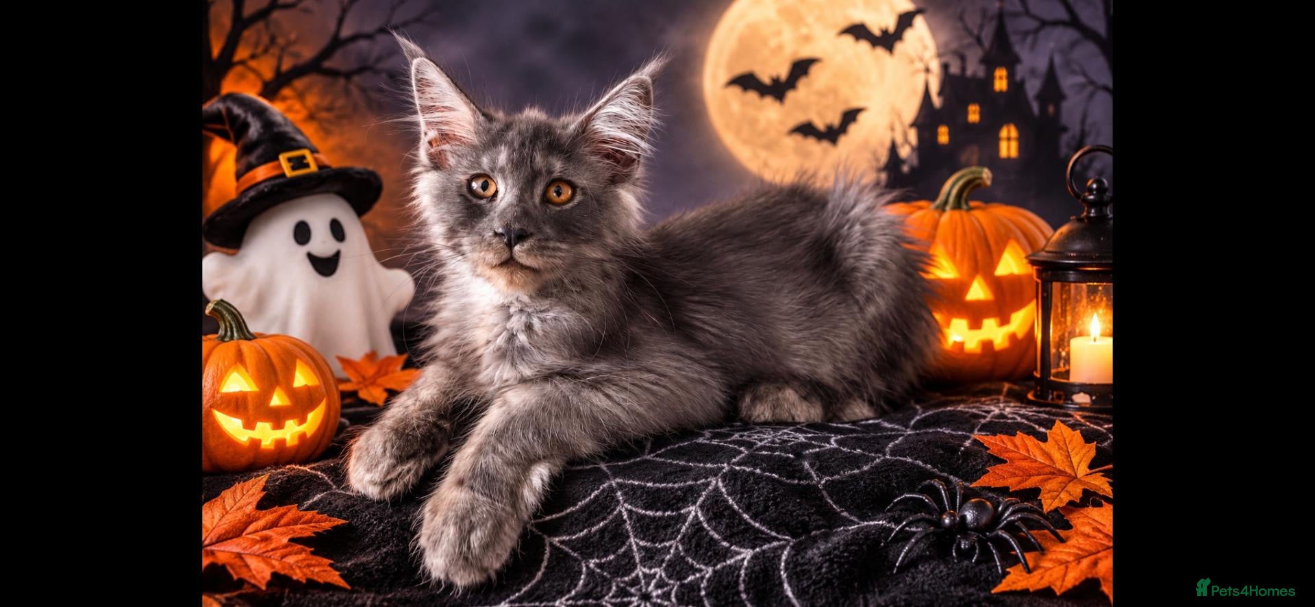 Maine Coon cats for sale: GCCF – Maine Coon kittens - Advert 1