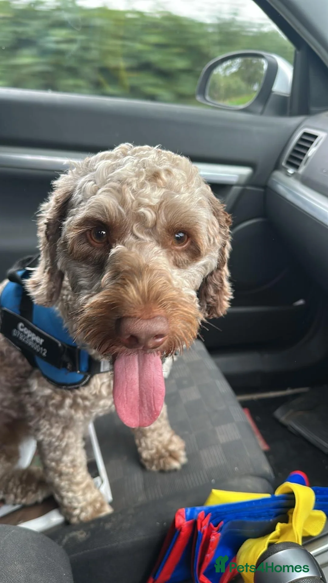 Sproodle dogs for sale: Male puppy for sale - Advert 2