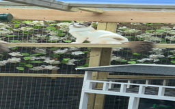 Ragdoll cats for sale: Ragdolls 2 stunning girls  - Image 3