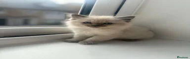 Ragdoll Kitten 2