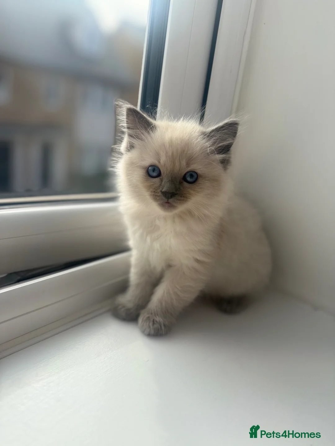 Ragdoll cats for sale: Perfect Extra Fluffy Ragdolls  in Basildon - Advert 2