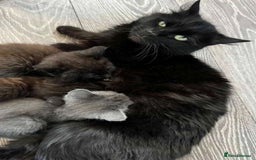Mixed Breed cats for sale: Adorable black female - Image 6