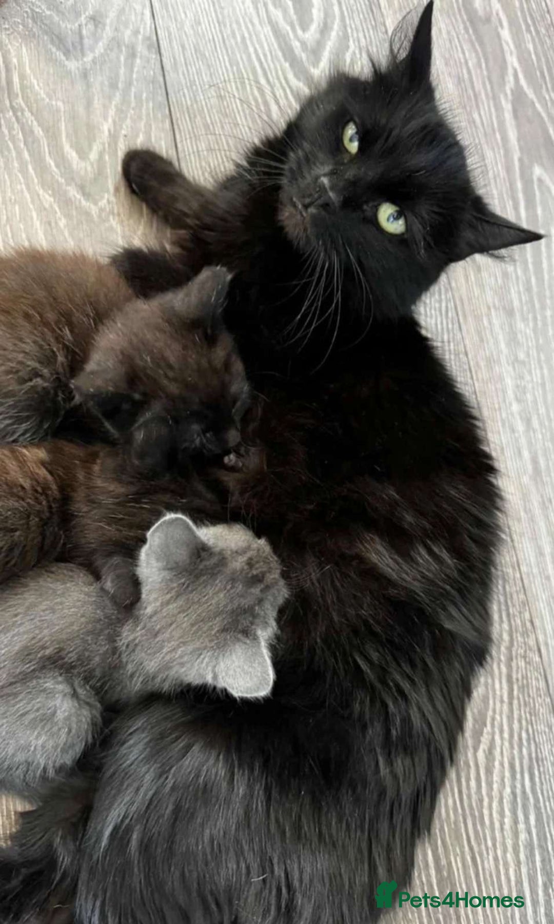 Mixed Breed cats for sale: Adorable black female - Image 6