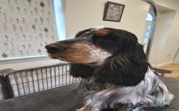 Cocker Spaniel dogs for sale: Gorgeous KC registered Show Cocker Spaniels - Image 8