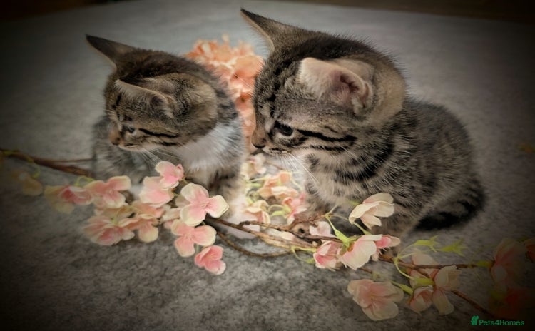 British Shorthair cats - Advert 4