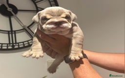 English Bulldog dogs for sale: English bulldog male pups for sale - Image 2
