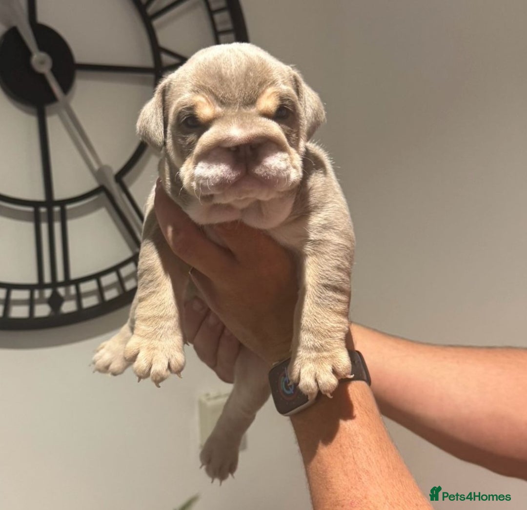 English Bulldog dogs for sale: English bulldog male pups for sale - Image 2